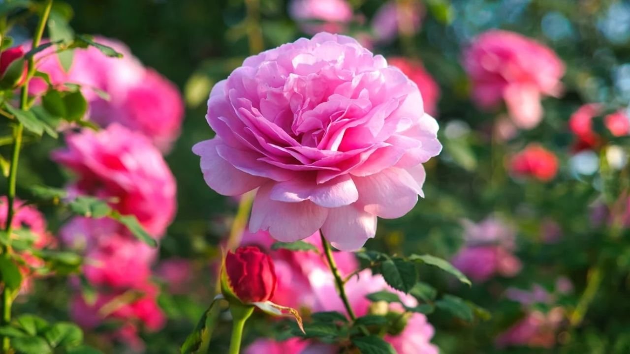 rose garden pink​