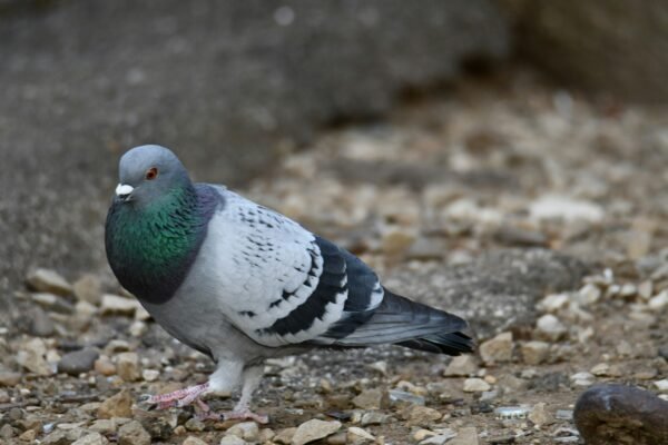 Rock Dove: Urban Survivor with Ancient Origins Rock Dove: Urban Survivor with Ancient Origins