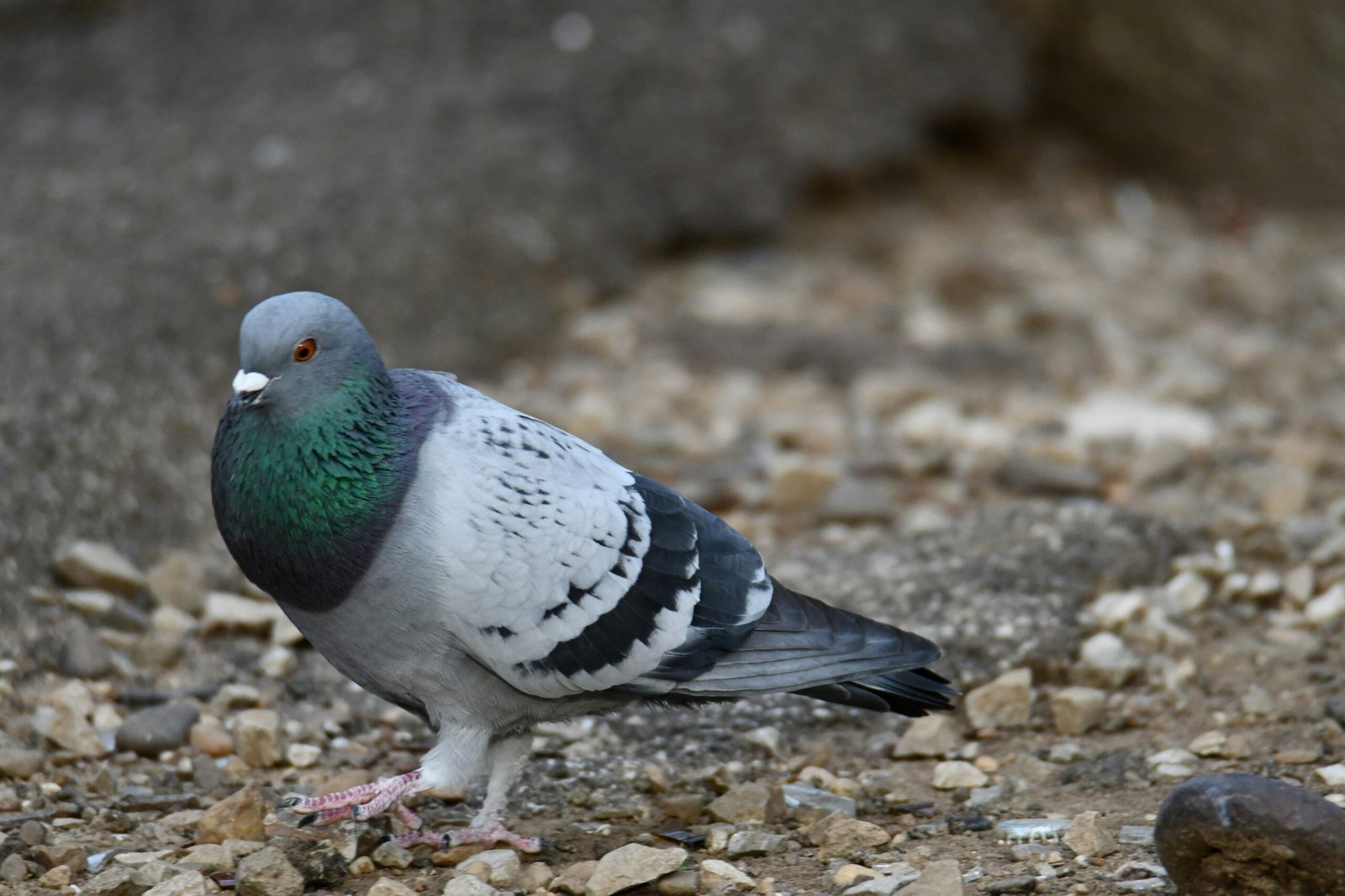 Rock Dove: Urban Survivor with Ancient Origins