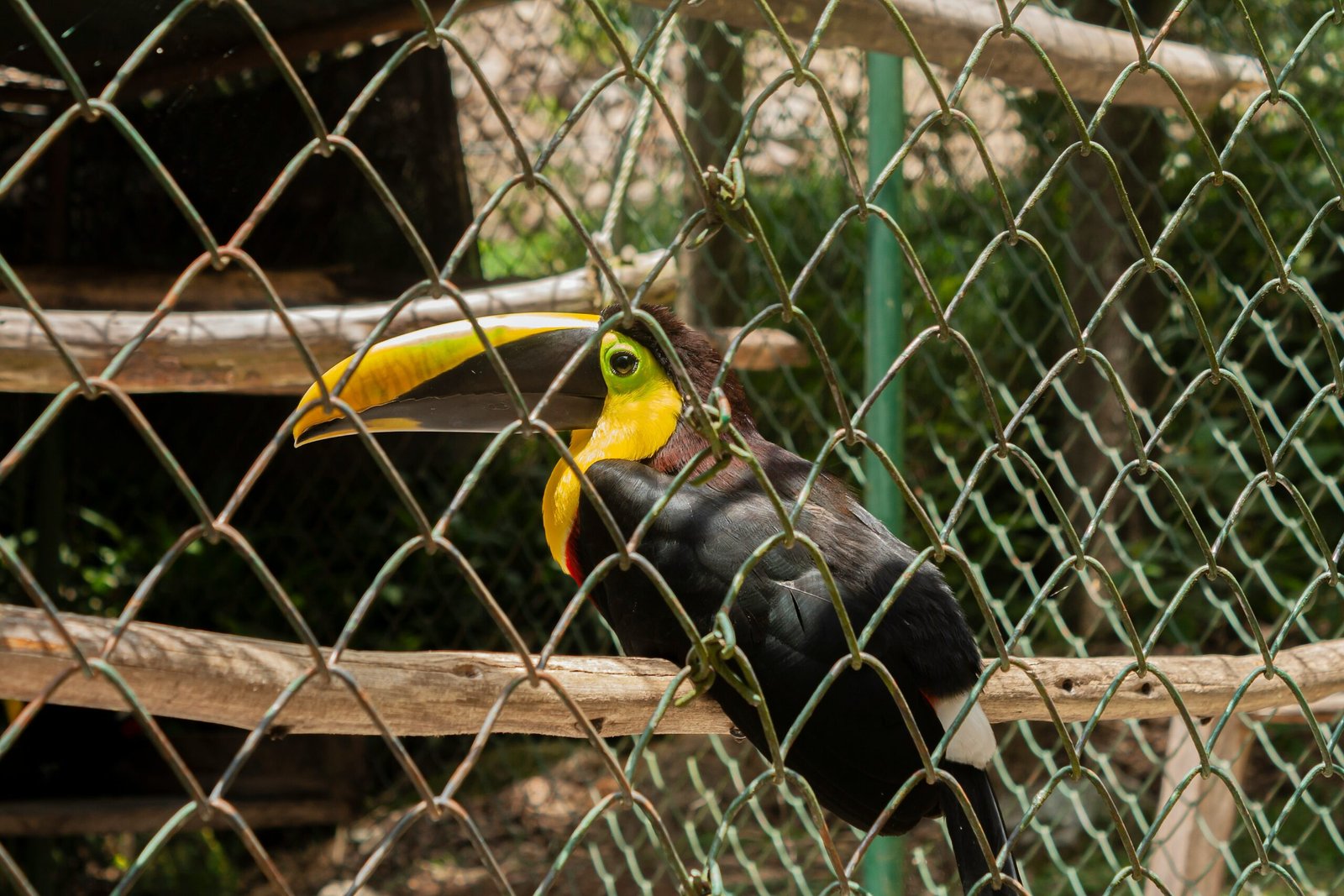 Majestic California Condor Soars Back From Extinction