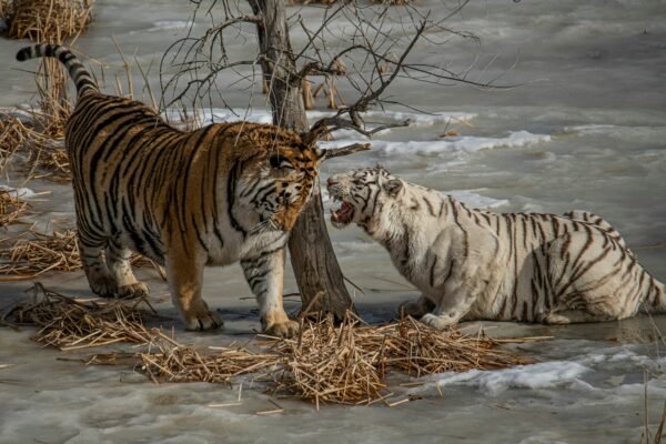 Majestic Siberian Tiger Roams Snowy Forest Wilderness