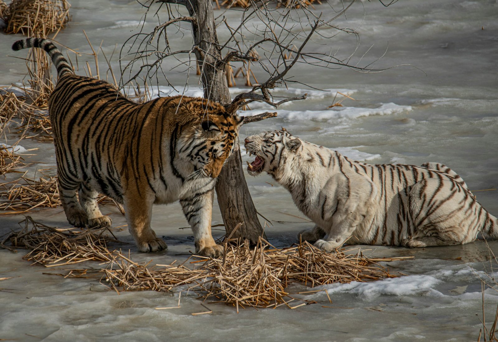 Majestic Siberian Tiger Roams Snowy Forest Wilderness