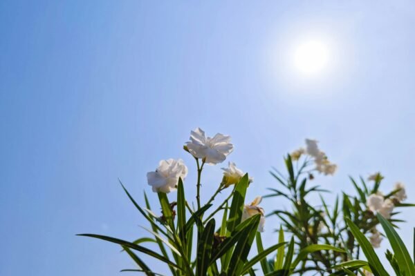 Top Health Benefits of Proper Sun Protection