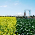 Biotechnology in Agriculture: Enhancing Crops and Sustainability
