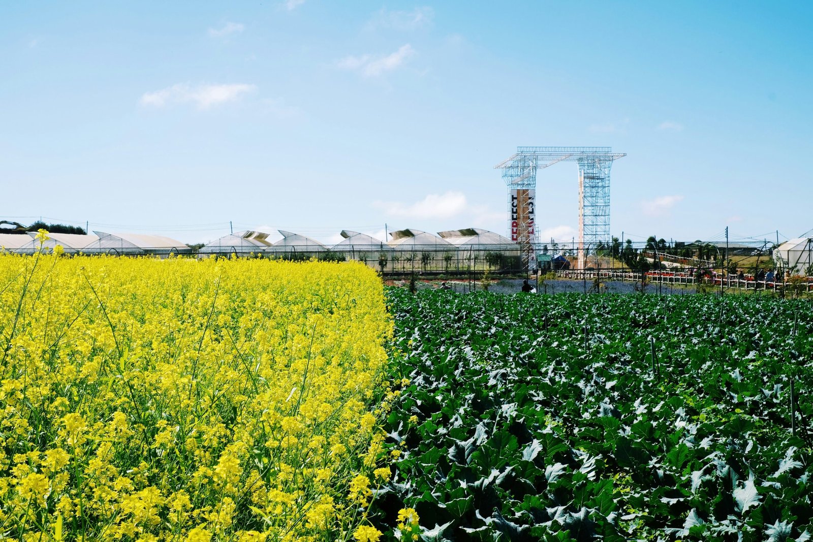 Biotechnology in Agriculture: Enhancing Crops and Sustainability