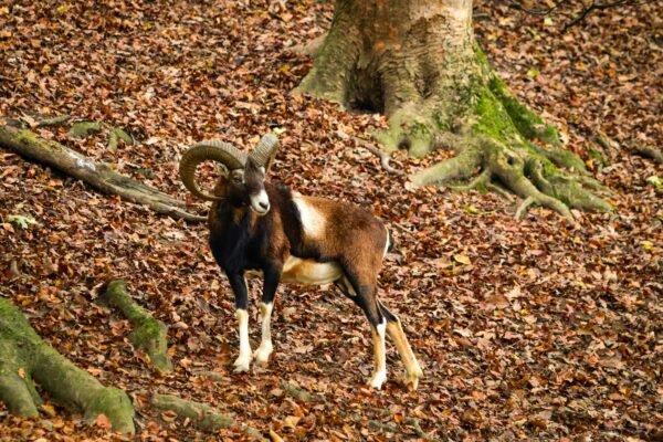 "Rise and Fall of the Pyrenean Ibex"