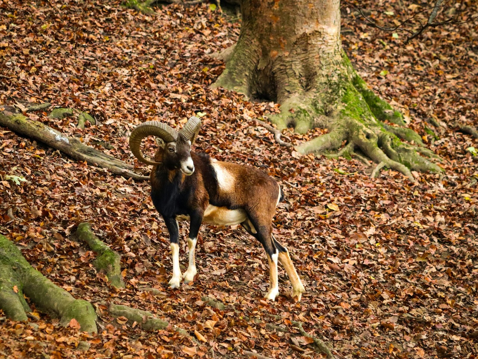 "Rise and Fall of the Pyrenean Ibex"